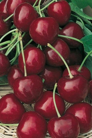 Черешня Блек Стар (середня) | Prunus avium Black Star (middle) | Черешня Блэк Стар (средняя)